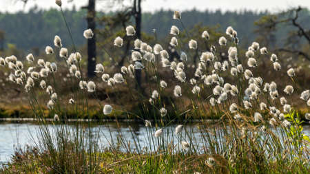 traditional bog plants, moss, lichens close-up, flowering pillows swaying in the wind, bog background, swamp texture in summerの写真素材