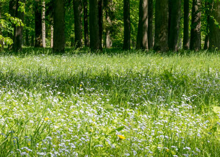 landscape with a beautiful unforgettable meadow on a tree background, summer landscape, beautiful backgroundの写真素材