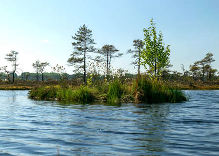 beautiful swamp landscape with blue sky and water, traditional swamp plants, mosses and trees, bog in summerの写真素材