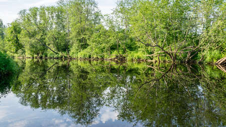 green summer landscape with a small forest river, low river calm, summer wild river reflection landscape.の写真素材