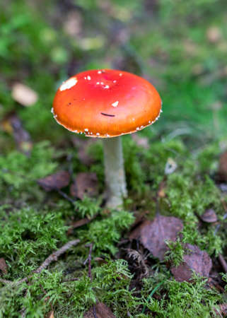 Wild mushroom in the forest, traditional forest background with grass, moss, lichens and dry branches, autumn forest textureの写真素材