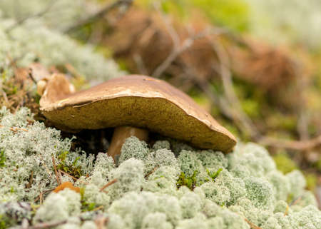 natural forest background, wild mushroom in the forest, traditional forest background with grass, moss, lichens and dry branches, autumn forest texture, autumnの写真素材