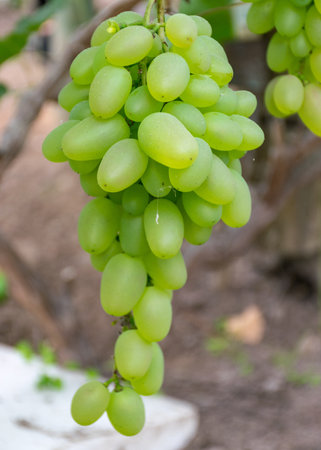 picture with a bunch of grapes in a greenhouse, grape growing in a greenhouse, autumn harvestの写真素材