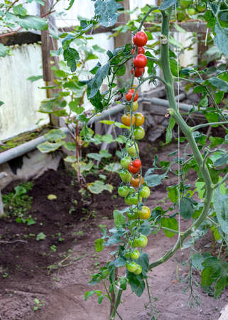 bunches of small cherry tomatoes in a film greenhouse, autumn harvestの写真素材