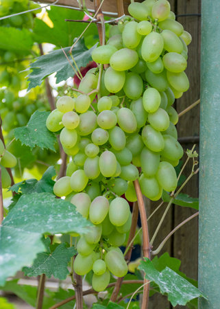 picture with a bunch of grapes in a greenhouse, grape growing in a greenhouse, autumn harvestの写真素材