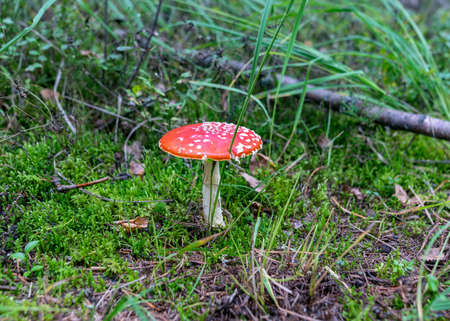 Wild mushroom in the forest, traditional forest background with grass, moss, lichens and dry branches, autumn forest textureの写真素材