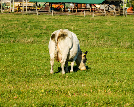 light cow turned the bottom against a passerby eats grass in a green meadow, animal husbandry conceptの写真素材