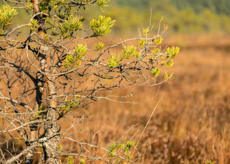 autumn characteristic colors in nature, bog plants painted in brown tones, rare swamp pines, autumn in the bogの写真素材