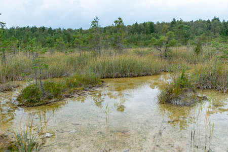 landscape with Sulfur Pond, which are water llamas formed on the periphery of a moss bog, they are supplemented and maintained by the inflow of water from hydrogen sulphide sources, Raganu swamp, Latviaの写真素材