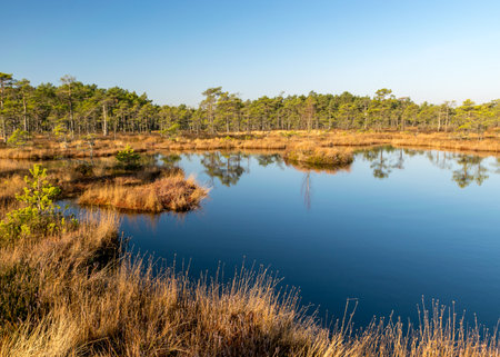 blue sky is reflected in a calm bog lake, bog pines surround the lake shore, bog-specific plants, grass, moss lichens, autumn colors in the bogの写真素材