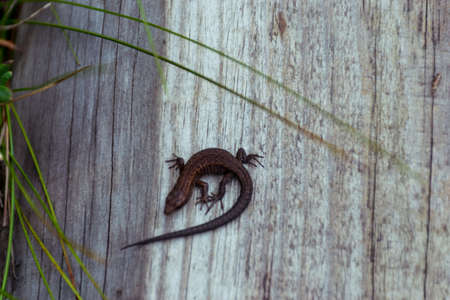 wooden footbridge with a small bog lizard on it, the lizard warms on a wooden footbridgeの写真素材
