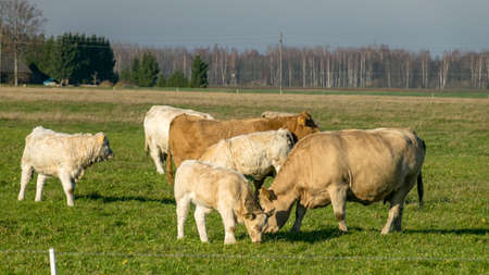 a variegated herd of cows eats grass in a green meadow, the concept of animal husbandryの写真素材