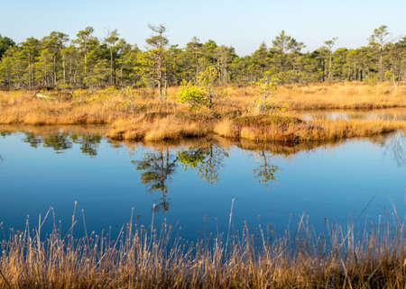blue sky is reflected in a calm bog lake, bog pines surround the lake shore, bog-specific plants, grass, moss lichens, autumn colors in the bogの写真素材