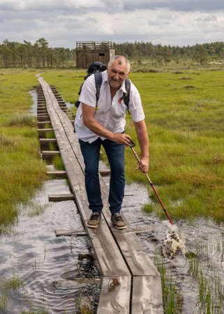 landscape in the summer swamp. a man in a white shirt walks along a wooden footbridge. bog background and vegetationの写真素材