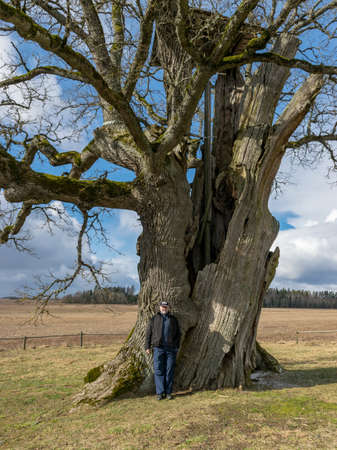 man by a big old oak, spring landscape, Kanepju big oak, Jerceni, Strencu county, Latviaの写真素材