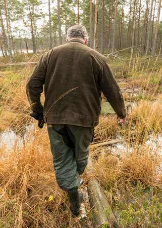 a man crosses a ditch, old tree trunks across a ditch, swampy forest background, the land is covered with bog-specific plants, swamp landscapeの写真素材