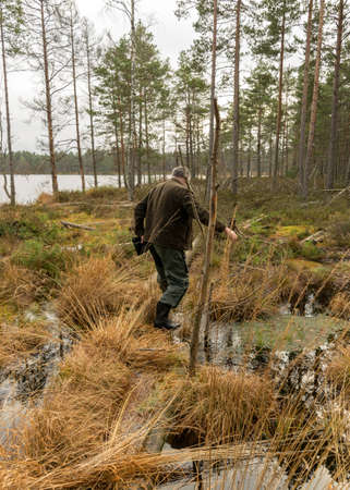 a man crosses a ditch, old tree trunks across a ditch, swampy forest background, the land is covered with bog-specific plants, swamp landscapeの写真素材