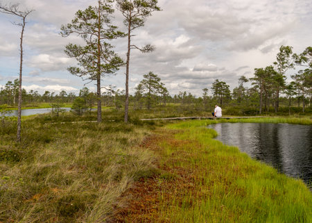 landscape in the summer swamp. a man in a white shirt sits on a wooden bridge. bog pond. bog background and vegetationの写真素材