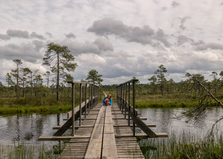 landscape in the summer swamp. woman in a blue jacket on a wooden bridge. bog pond. bog background and vegetation. white clouds. small swamp pinesの写真素材