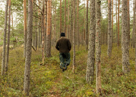 man's silhouette in the forest, swampy forest background, the land is covered with plants characteristic of the swamp, winter day without snowの写真素材