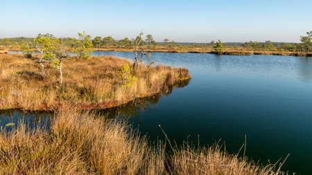blue sky is reflected in a calm bog lake, bog pines surround the lake shore, bog-specific plants, grass, moss lichens, autumn colors in the bogの写真素材