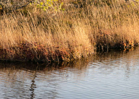 close-up view from yellowed bog grass on the edge of acacia, reflection in water, bog texture
