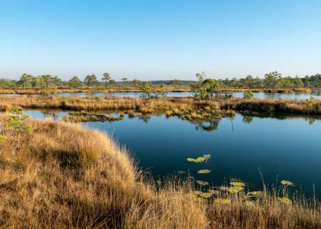 blue sky is reflected in a calm bog lake, bog pines surround the lake shore, bog-specific plants, grass, moss lichens, autumn colors in the bogの写真素材