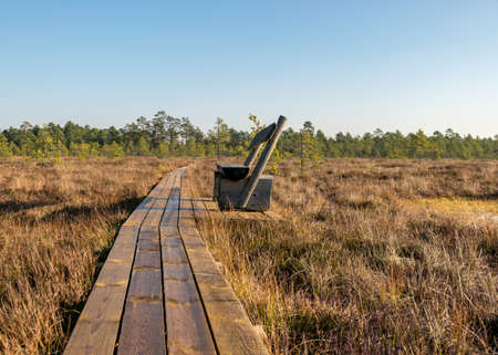 a wooden footbridge leads through the bog, colors typical of autumn in nature, bog plants painted in brown tones, rare swamp pines, autumn in the bogの写真素材