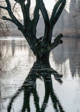 reflection of dry and withered wood on the surface of calm water, autumnの写真素材