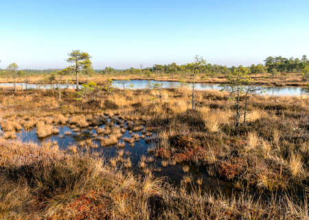 autumn characteristic colors in nature, bog plants painted in brown tones, rare swamp pines, autumn in the bogの写真素材