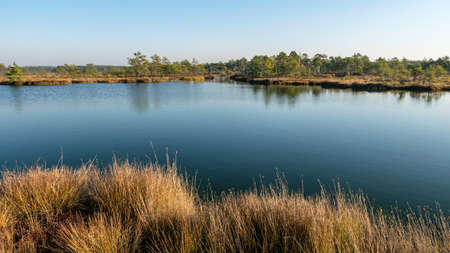 blue sky is reflected in a calm bog lake, bog pines surround the lake shore, bog-specific plants, grass, moss lichens, autumn colors in the bogの写真素材