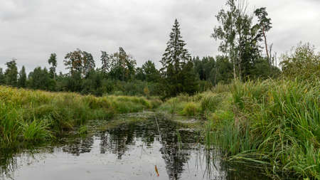 monotonous landscape with a calm lake, cloudy and cloudy day, green reflections of trees and bushes in the water, a small pond in summerの写真素材
