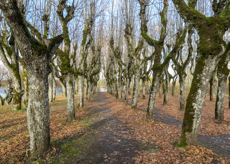 beautiful linden tree alley in the manor park, trees in autumn without leaves on the ground leaf texture, games of light and shadow, Katvaru manor linden, Latviaの写真素材