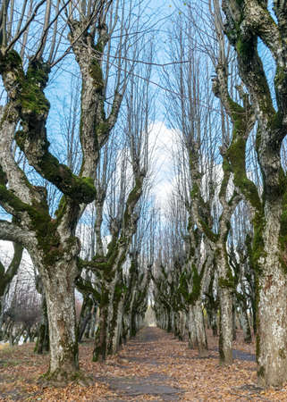 linden tree alley in the manor park, trees in autumn without leaves on the ground leaf texture, a...