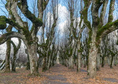 beautiful linden tree alley in the manor park, trees in autumn without leaves on the ground leaf texture, old tree trunks, tree branches curved in abstract forms, Katvaru manor lindens, Latviaの写真素材