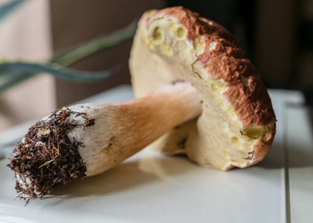 picture with mushroom close-up, blurred background, mushroom stalk with root, autumn timeの写真素材