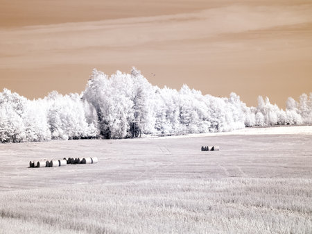 infrared surreal landscape, infrared photography, is a photo of landscape with tree under sky with clouds, the art of our world and plants in the infrared camera spectrumの写真素材