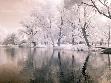 infrared surreal landscape with snowy trees, reflections of clouds and trees in the water, photographed with a modified infrared camera, infrared photographyの写真素材