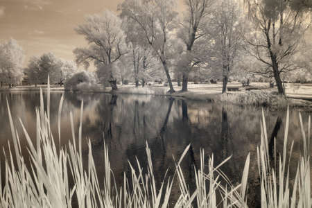 infrared surreal landscape with snowy trees, reflections of clouds and trees in the water, photographed with a modified infrared camera, infrared photographyの写真素材
