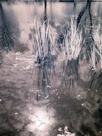 infrared surreal landscape with snowy trees, reflections of clouds and trees in the water, photographed with a modified infrared camera, infrared photographyの写真素材
