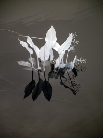 infrared surreal landscape with snowy trees, reflections of clouds and trees in the water, photographed with a modified infrared camera, infrared photographyの写真素材