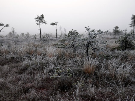 dusk morning in the swamp, first frost on moss mosses, lichens and grass, dark tree silhouettes, autumn morning in the swamp, traditional Latvian bogの写真素材