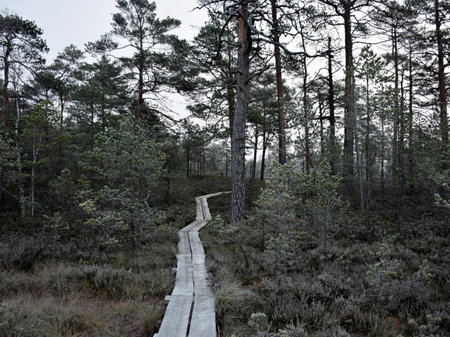 dusk morning in the swamp, first frost on moss mosses, lichens and grass, dark tree silhouettes, autumn morning in the swamp, traditional Latvian bogの写真素材