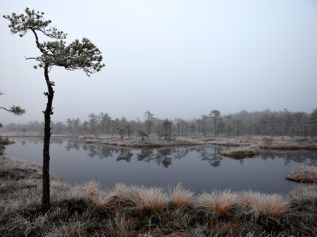 dusk morning in the swamp, first frost on moss mosses, lichens and grass, dark tree silhouettes, autumn morning in the swamp, traditional Latvian bogの写真素材
