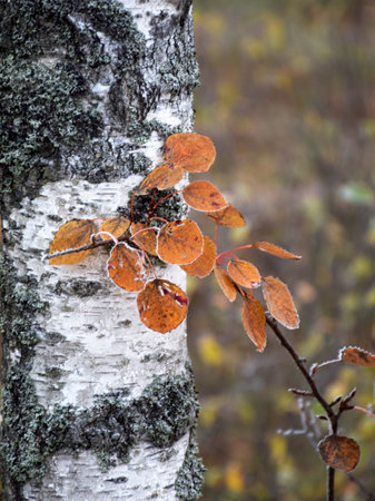 birch trunk and bright leafy foreground in the autumn morning, the first frostの写真素材