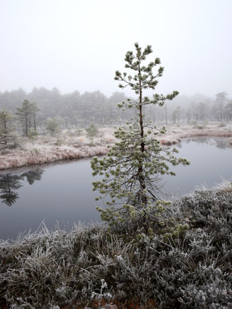 dusk morning in the swamp, first frost on moss mosses, lichens and grass, dark tree silhouettes, autumn morning in the swamp, traditional Latvian bogの写真素材