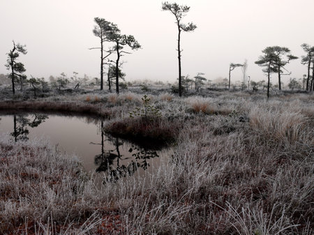 dusk morning in the swamp, first frost on moss mosses, lichens and grass, dark tree silhouettes, autumn morning in the swamp, traditional Latvian bogの写真素材