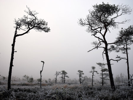 dusk morning in the swamp, first frost on moss mosses, lichens and grass, dark tree silhouettes, autumn morning in the swamp, traditional Latvian bogの写真素材