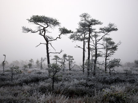 dusk morning in the swamp, first frost on moss mosses, lichens and grass, dark tree silhouettes, autumn morning in the swamp, traditional Latvian bogの写真素材
