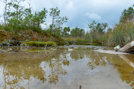 landscape with Sulfur Pond, which are water llamas formed on the periphery of a moss bog, they are supplemented and maintained by the inflow of water from hydrogen sulphide sources, Raganu swamp, Latviaの写真素材